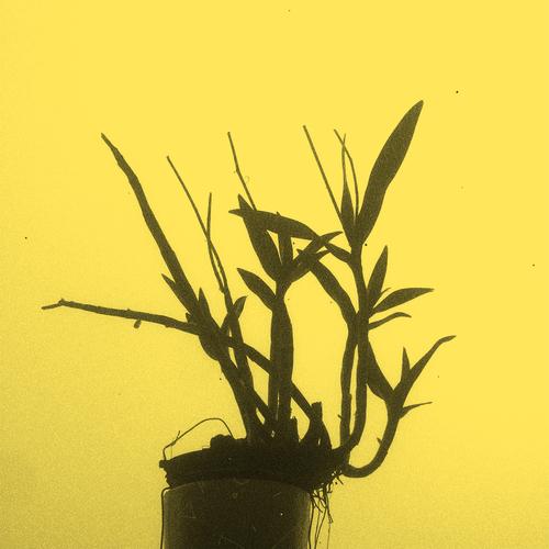 Homenaje (Fernando Carvalho Remix)