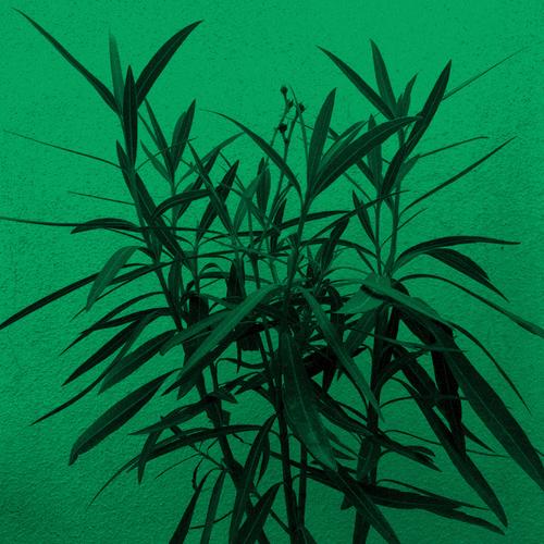 Wisdom & Healing (Claudio PRC Remix)