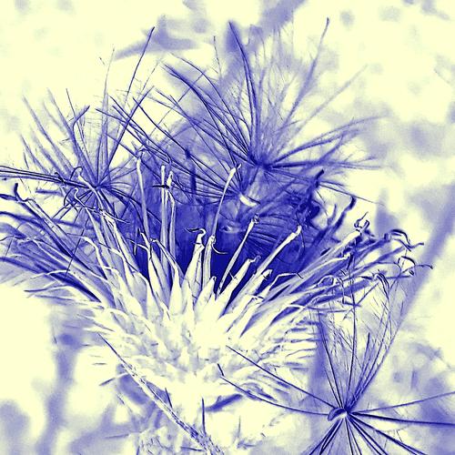 Dissolvent