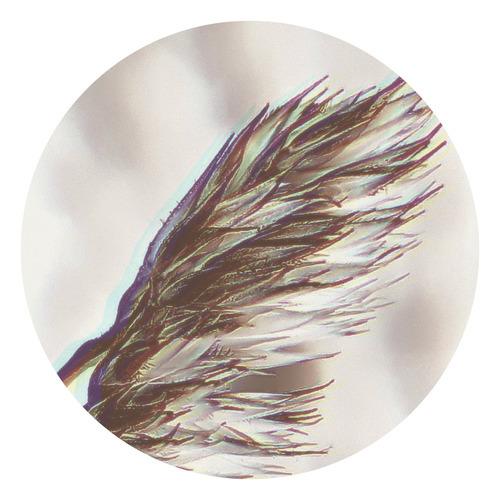 XV | 1 (MTRL, Joachim Spieth & Cauê, Reggy Van Oers, Svarog)