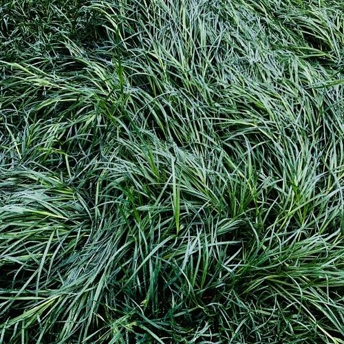 Viridescent [Lush Ambient Techno]