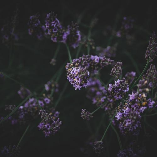 𝗘𝗠𝗢𝝩𝗜𝗢𝝥𝗦 𝗗𝗜𝗔𝝘𝝪 • 013