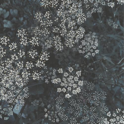 Distant Tierra (Doctrina Natura Remix)