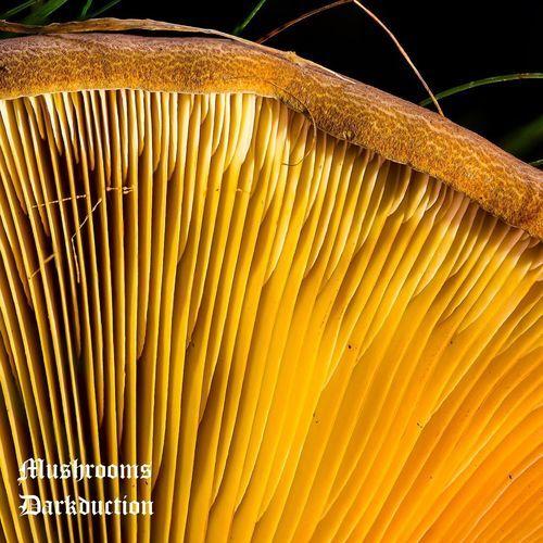 Mushrooms