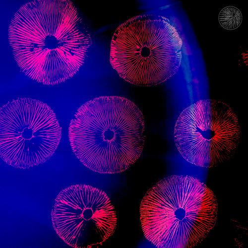 Abiogenesis V/A
