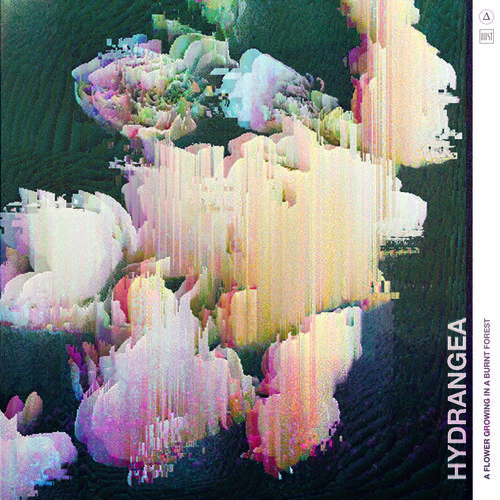 Hydrangea - A Flower Growing In A Burnt Forest [Dust REC. Origins Δ]
