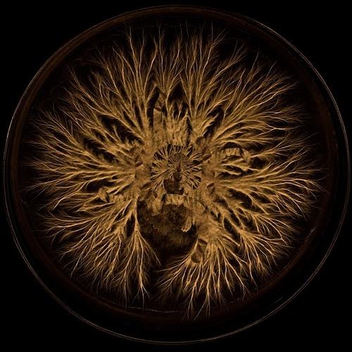 Rhythmic Mycelia