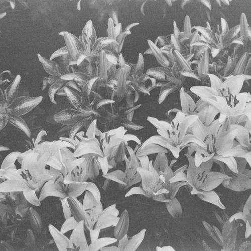 A Muted Radiance. SEMANTICA 136