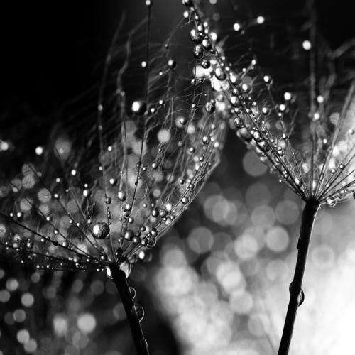 Celestial I