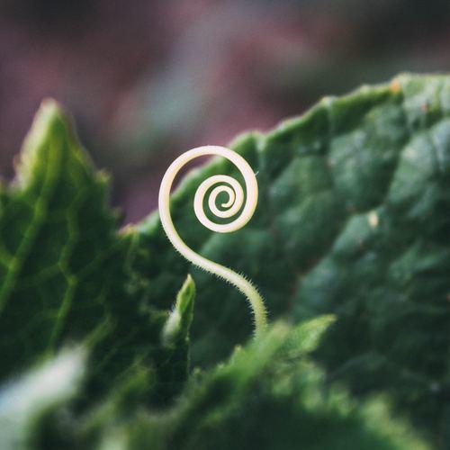 Spiral Plants Mechanics