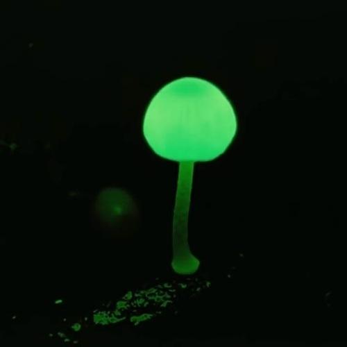 Mycena chlorophos