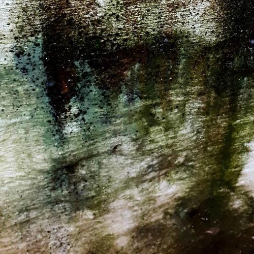 Ovatum