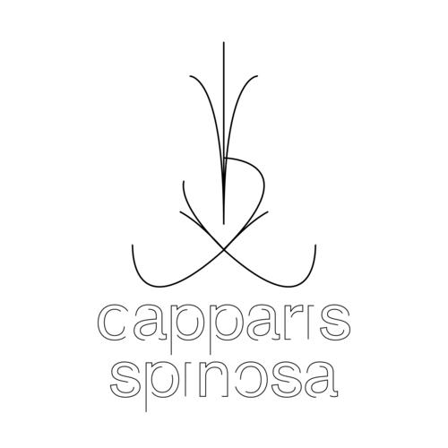 Capparis Spinosa