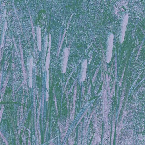 Carex