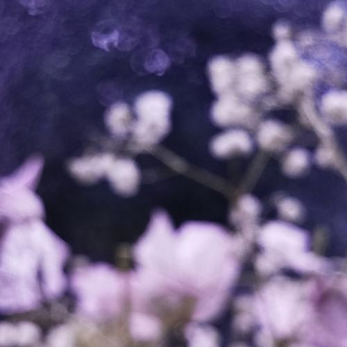 Under Isen (sunrise dew)